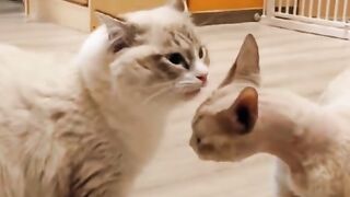 Moody cats