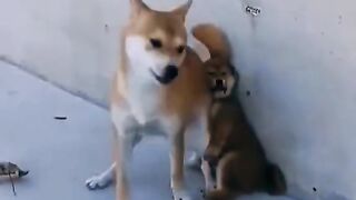 Funny dog