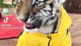 Tiger baby