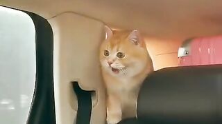 Cute Cat