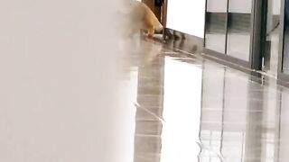 Playing Cat
