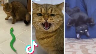 Funny & Cute cats Compilation