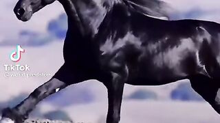 Horses