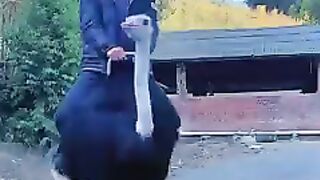 Amazing ostrich bird Video