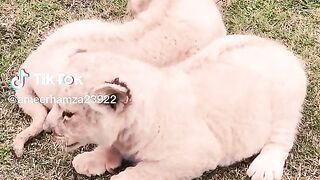 Lions