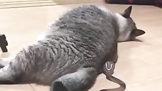 Surprised cat ???? Удивленный кот ????Gato sorprendido