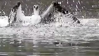 Eagle
