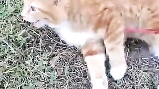 CATS_LIKE_DOGS_????????