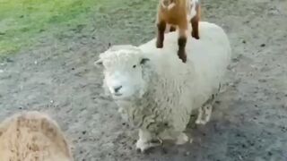 Funny animal