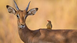 Impalas