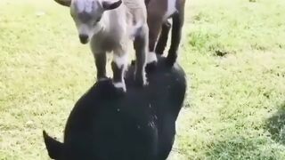 funny goat