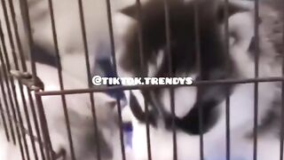 Funny Pets