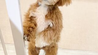 cutepie puppy