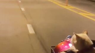 cat on bike