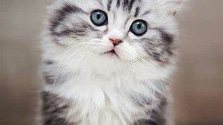 Funny Cute Cats and Kittens Meowing Compilation-p1