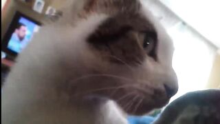 Funny Cute Cats and Kittens Meowing Compilation