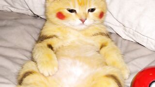 High Jumping Cat 4