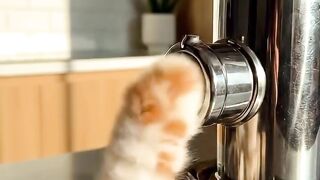 Angry Cat Swatting 3