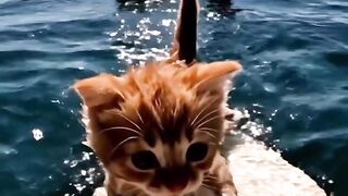Cat Drinking Broth 3
