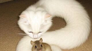 Curious Cat in Cabinet 3