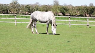 This is a horse.