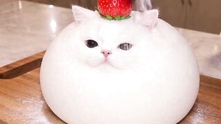 Cat Meeting a Hamster 3