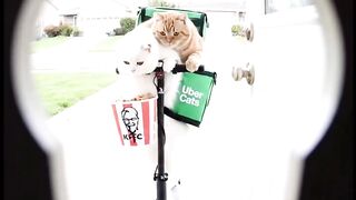 Cat Refusing to Walk 3