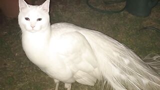 Cat Playing with Ribbon 2
