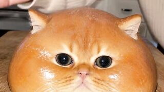 Cat Chattering 2