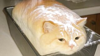 Cat Fighting a Mirror 3