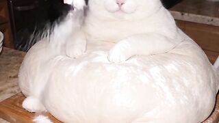 Cat Being a Boss 2