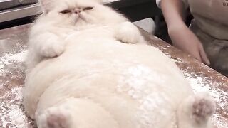 Orange Cat Sleeping