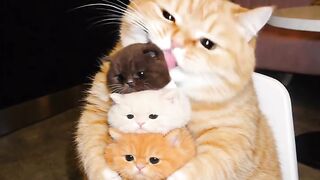 Crazy Persian Cat