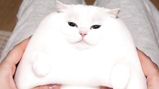 Cat Chasing Laser Pointer
