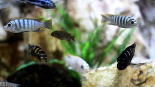 Beautiful fishes 5