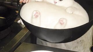Cat Staring at Dogs