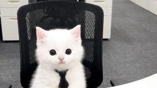 Cat Drinking from Glass