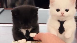 Kitten Playing with Toes