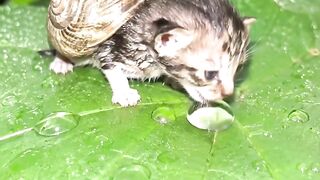 Curious Cat and Snail