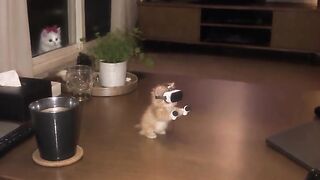 Cat Falling off Bed 2