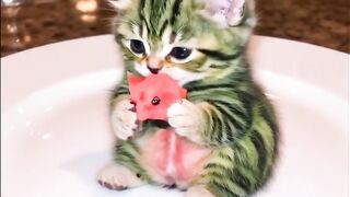 Cat Purring on Chest 3