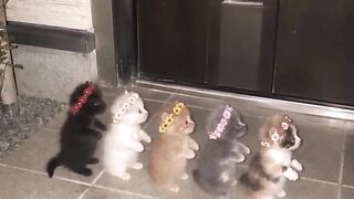 Cat Jumping over Gate