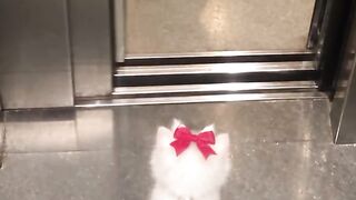 Cat Biting Cardboard