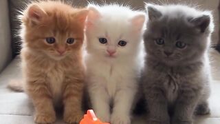 Cat Carrying Toy