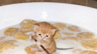 Cat Playing in Water