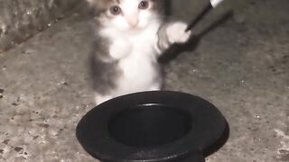 Cat Sleeping in a Pan 2