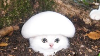 Cat Exploring Attic