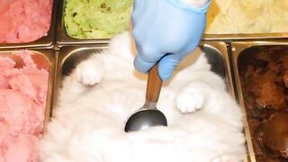Maine Coon Playing