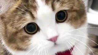 ​When their round eyes start to stare, your day is guaranteed to brighten up! 😻✨