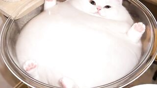 Cat Eating Canned Food